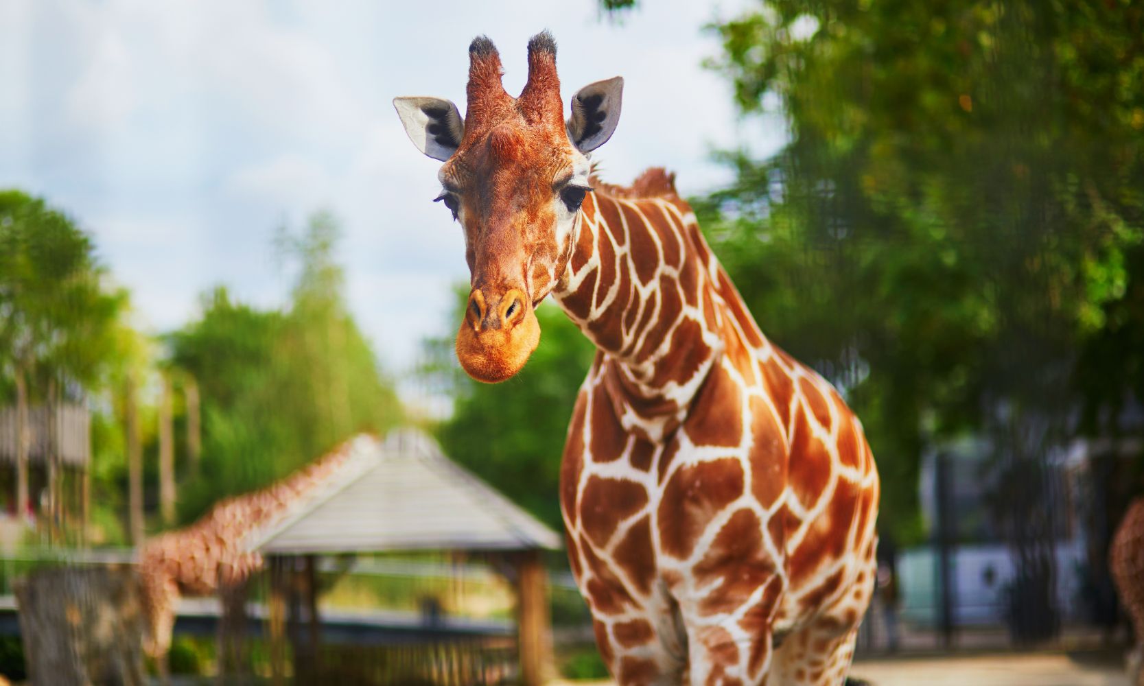 Image of a giraffe at a zoo