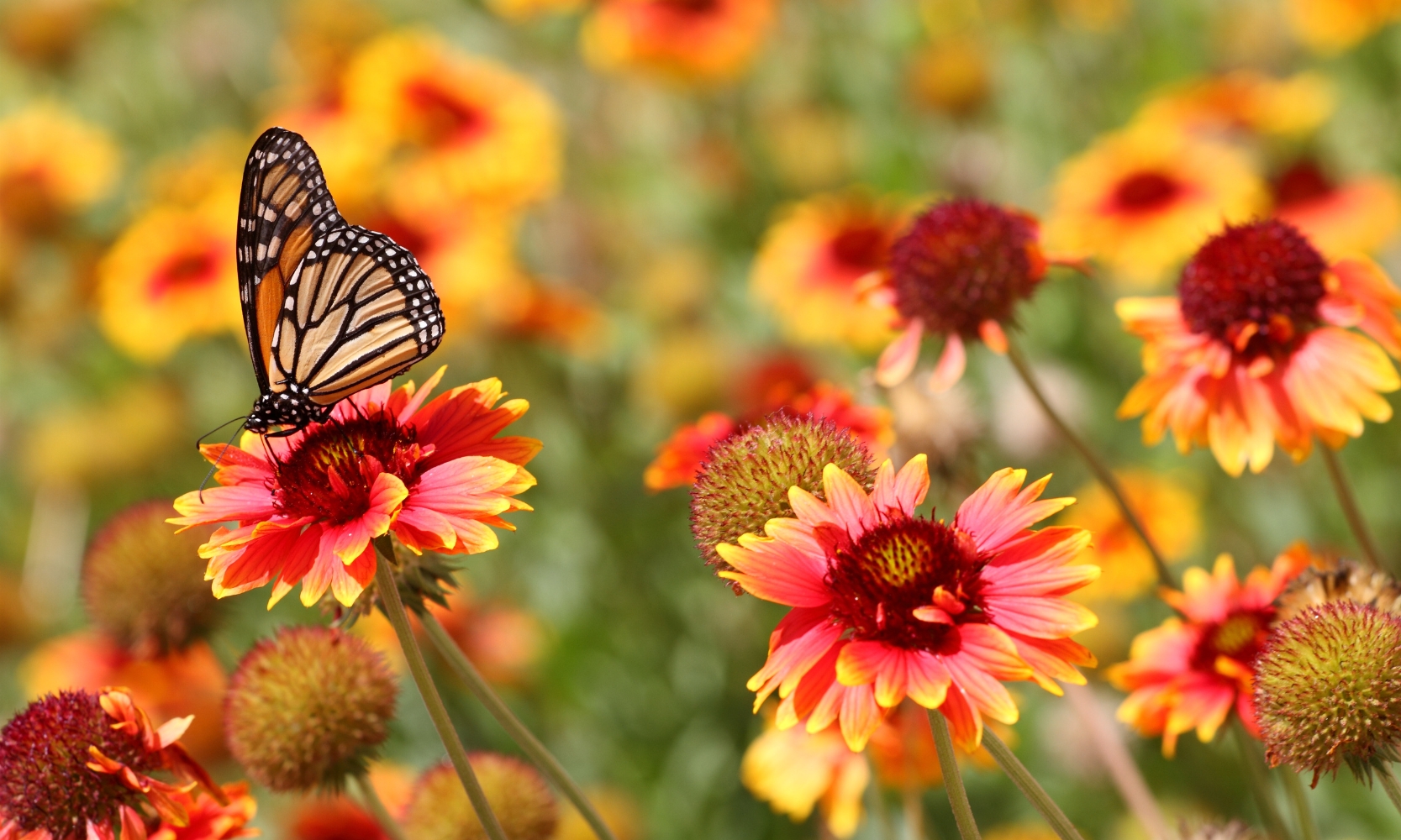 A close-up image of a Monarch butterfly on top of vibrant red and orange flowers