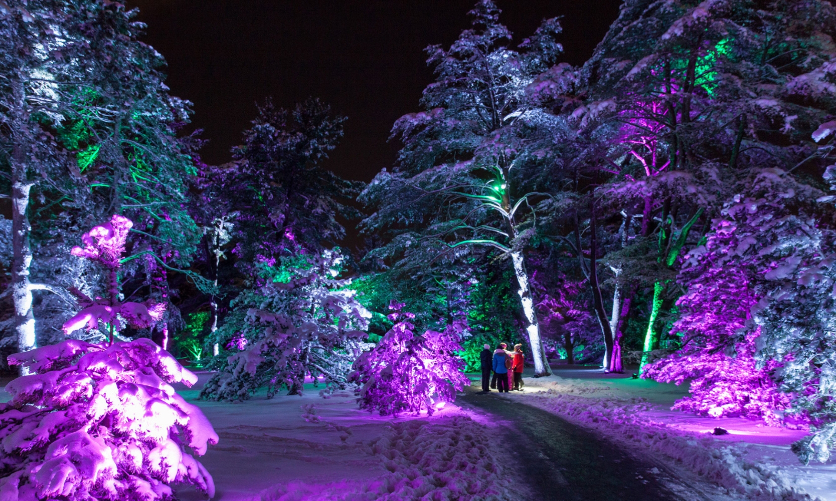 Image of people walking along a snow path at The Morton Arboretum's Illumination: Tree Lights at night