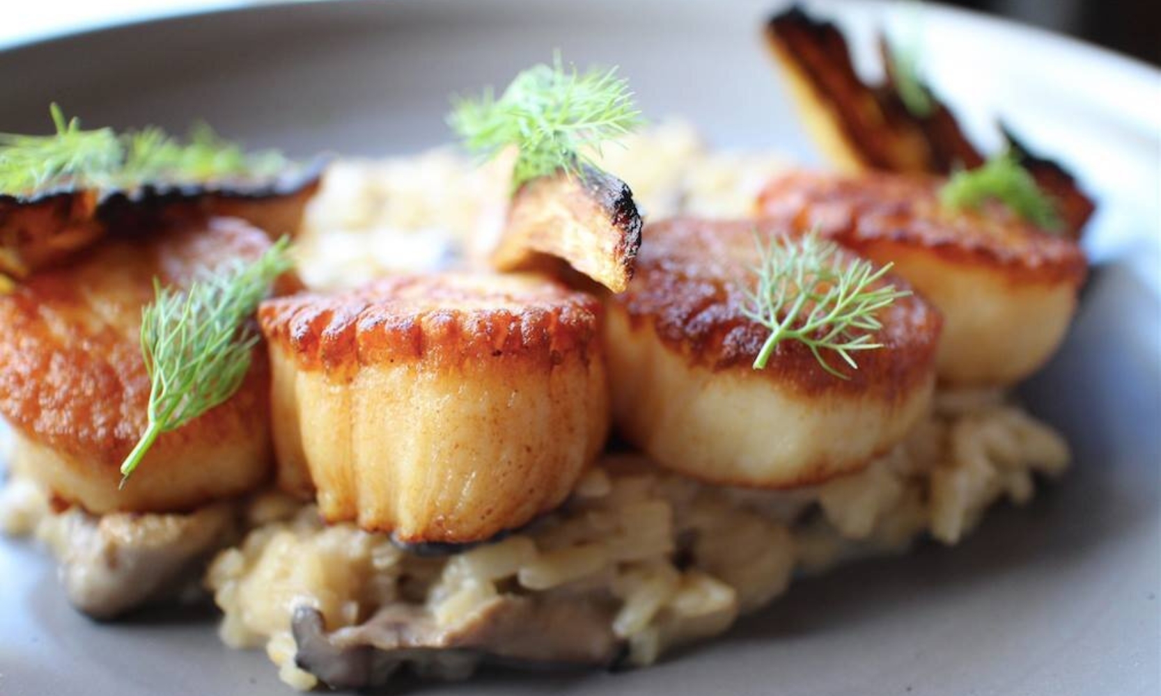 Closeup image of a scallop entree at Preservation restaurant in Geneva, IL