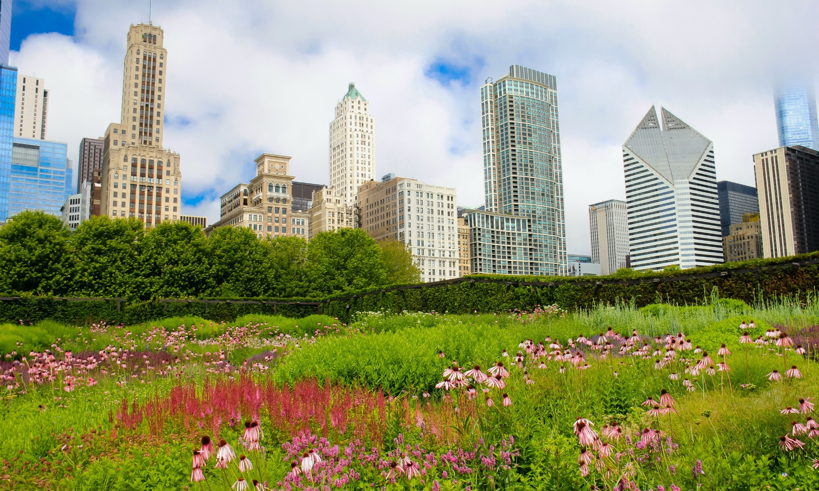 An image of Lurie Garden in Millennium Park, Chicago, with skyscrapers in the background