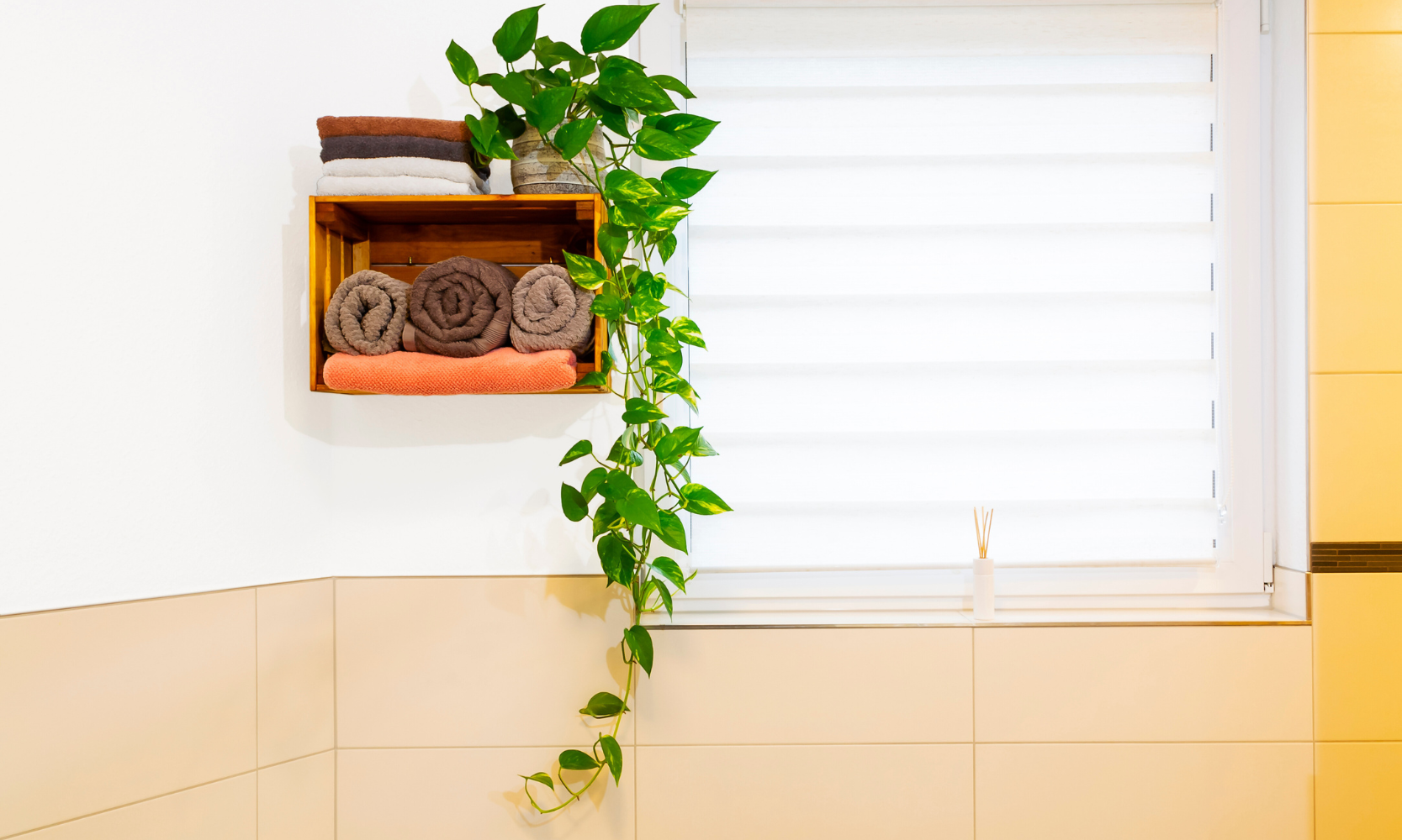 Image of a Golden Pothos plant hanging on a bathroom cabinet wall next to a window