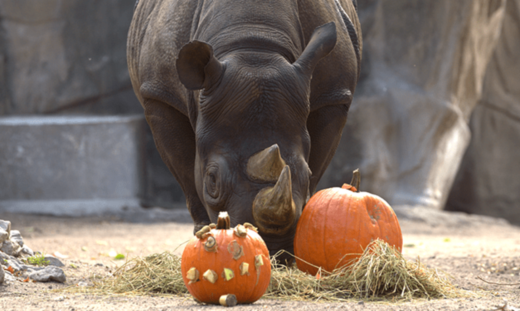 Closeup image of a rhino eating pumpkins at the Lincoln Park Zoo Fall Fest
